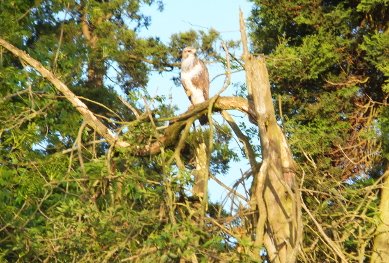 Buzzard