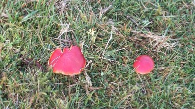 Waxcaps