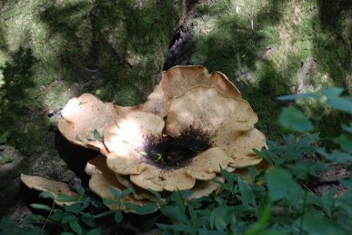 Fungus