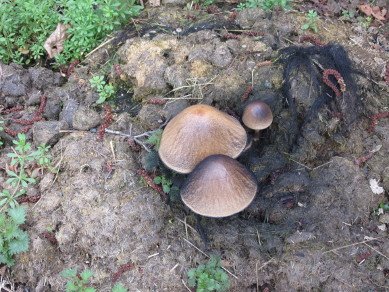 Inkcaps