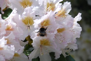 Bee