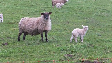 Lamb