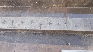 Avian Footprints
