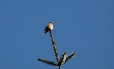 Chaffinch