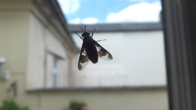 Cherry Fruit Fly