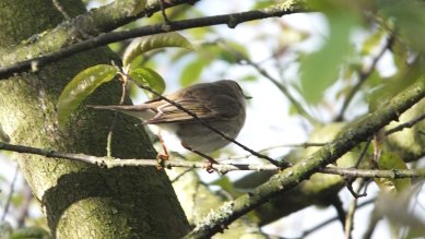Chiffchaff
