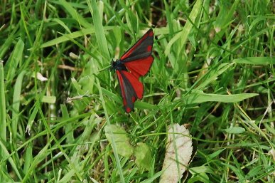 Moth