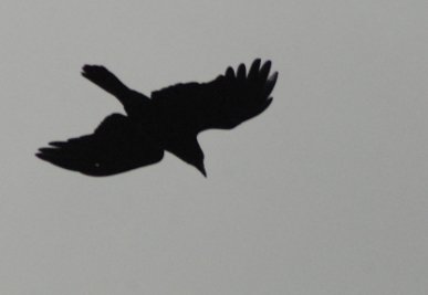 Raven