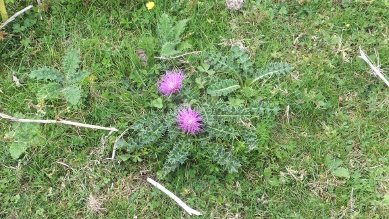 Thistle