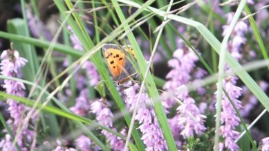 Small Copper