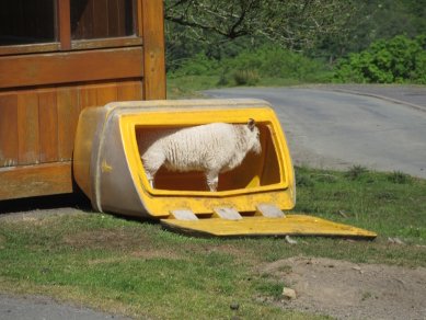 Lamb