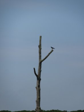 Three Forked Pole