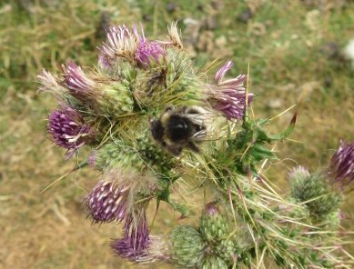 Bee