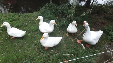 Geese