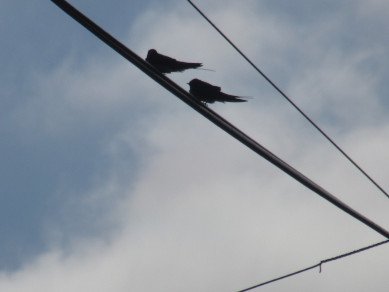 Swallows