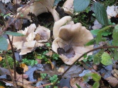Fungi