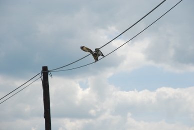 Buzzard