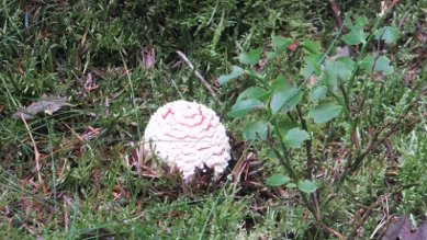 Fly agaric