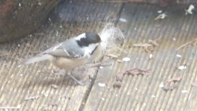 Coal Tit