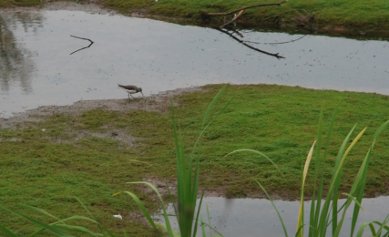 Common Sandpiper