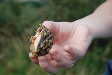 Cone