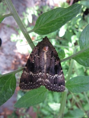 Moth