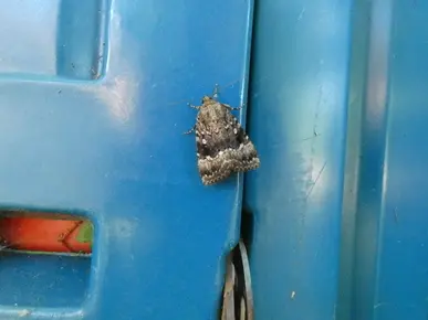 Moth