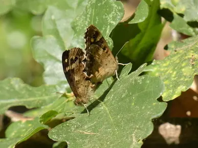 Butterflies