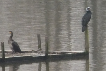 Adult breeding Cormorant and juvenile Cormorants