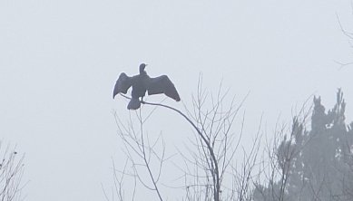 Cormorant