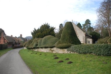Yew