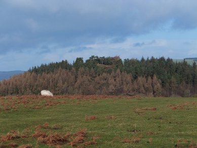 Wart Hill