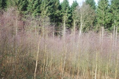 Birches