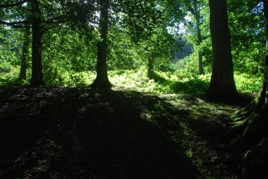 Glade