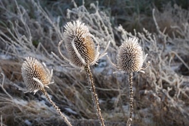 Teasel