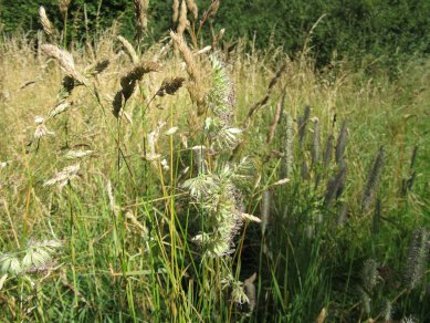 Grasses