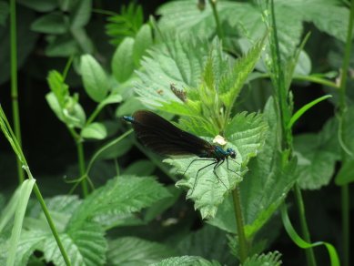 Damselfly