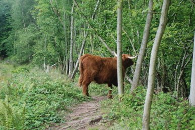 Highland Cow