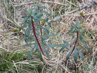 Spurge