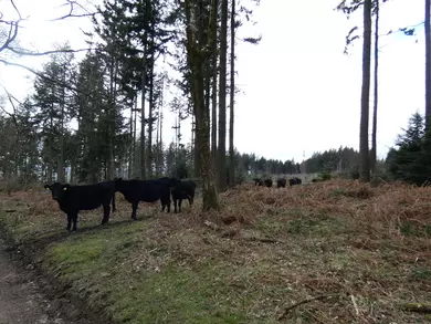 Cattle