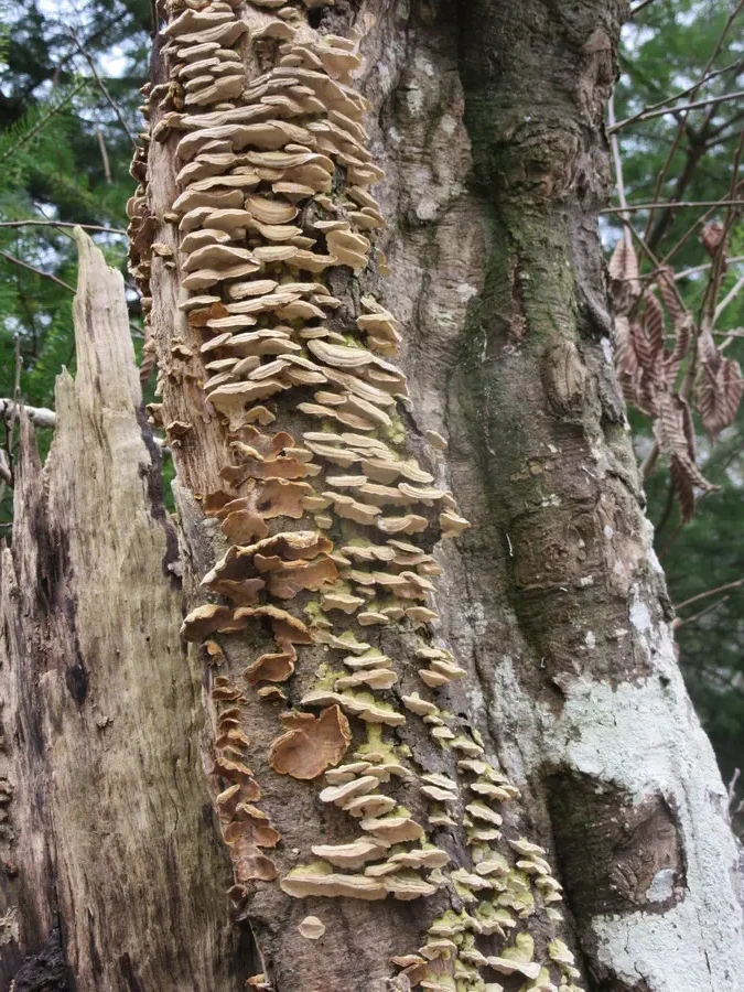 Many-zoned Polypore