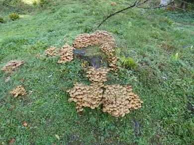 Honey Fungus