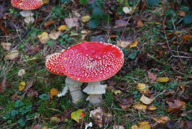 Fly Agaric