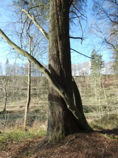 Beech and Conifer