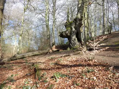Old Beech
