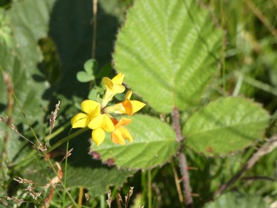 Birdsfoot Trefoil