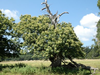 Spanish Chestnut