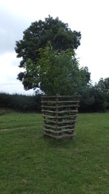Sapling