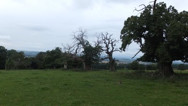 Old trees