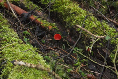 Green mosses and Scarlet Elf Cup Fungus